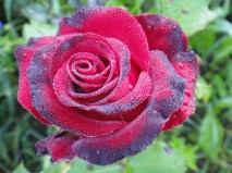 Норита (2)_0x160 Чайно-гибридные: Норита